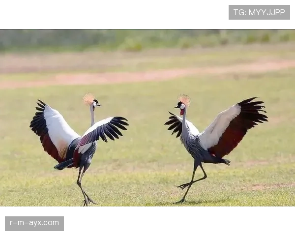 乌干达鹤军团亮相国际舞台,展现独特魅力与团队精神 乌干达鹤军团亮相国际舞台,展现独特魅力与团队精神